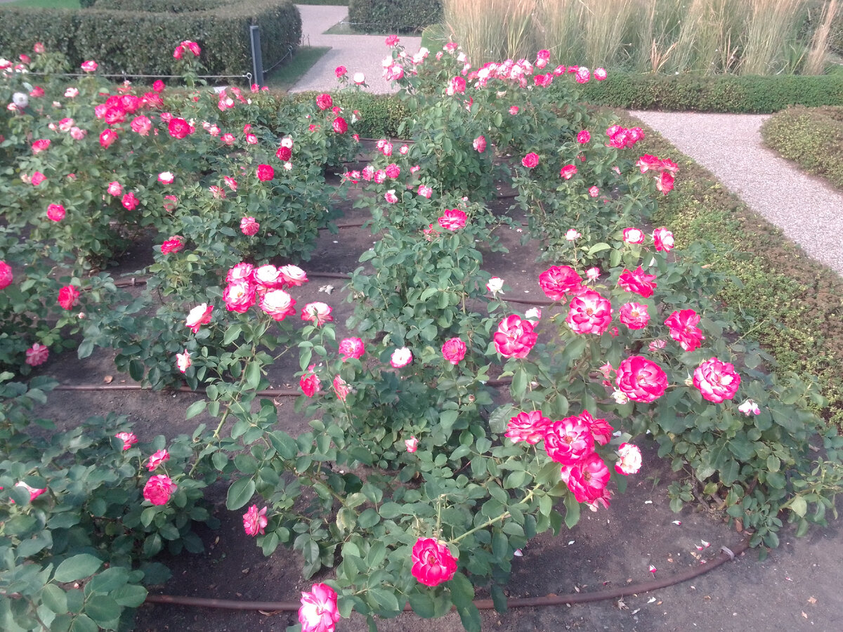 Фото автора.