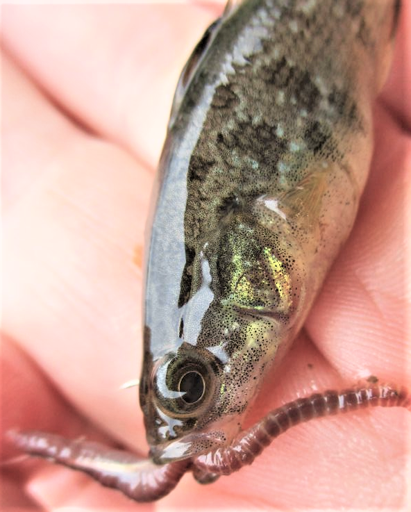 Вот такие "пальчики" не дают подойти крупному ротану к наживке. при ловле на червя. 