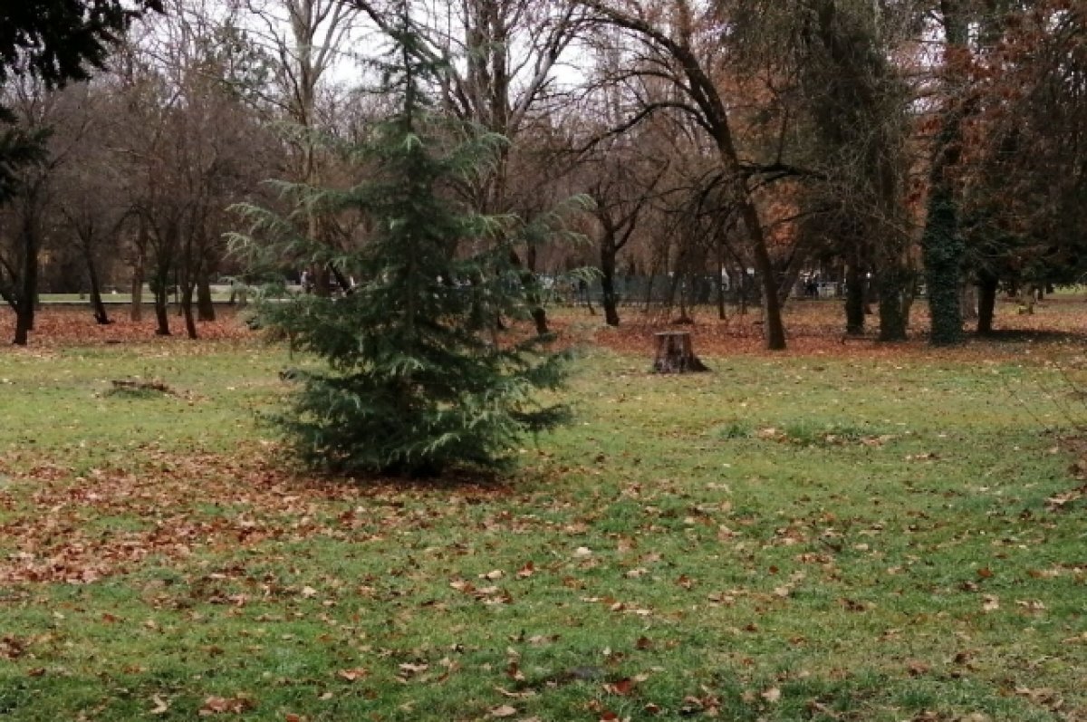    До 25 тысяч штрафа будет стоить незаконная срубка ёлки в крымском лесу