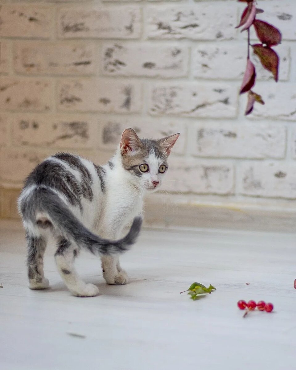 Можно котам горох. Кошачий горох. Кот в горошек. Кот и горох. Кот в горошек порода.