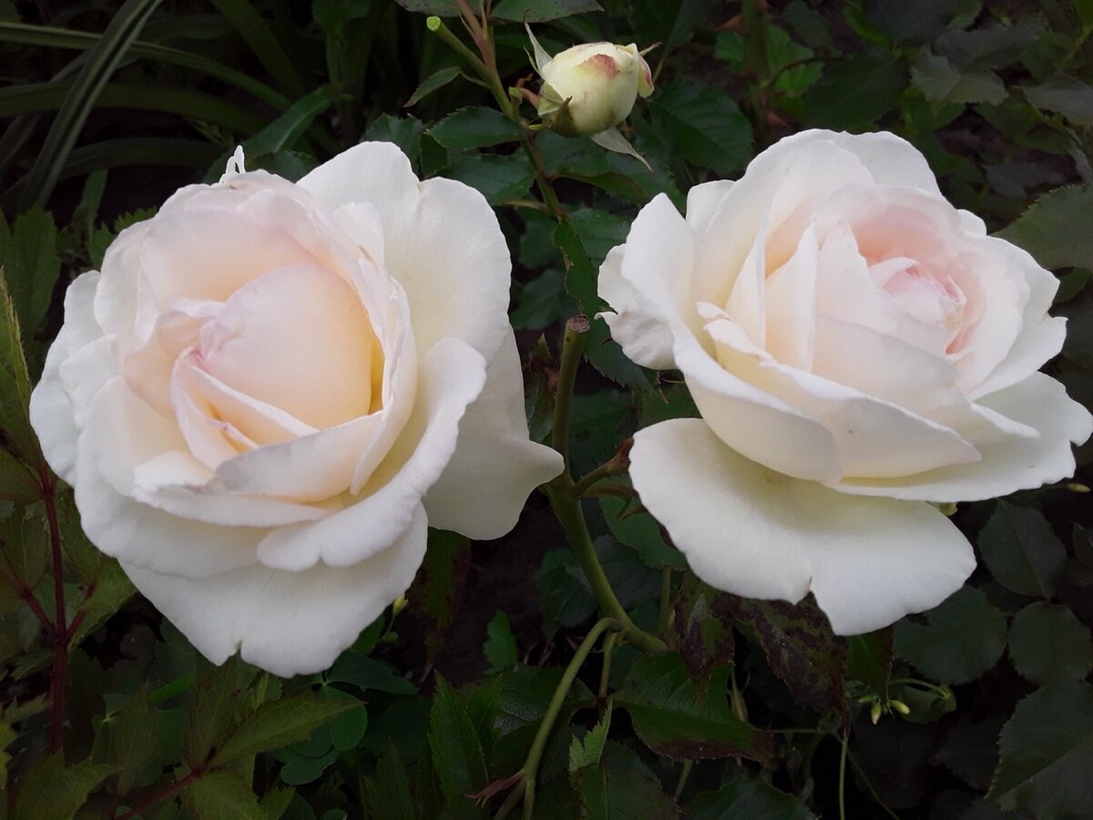 Роза плетистая Palais Royal, иные торговые названия MEIviowit, White Eden, Blanc Pierre de Ronsard