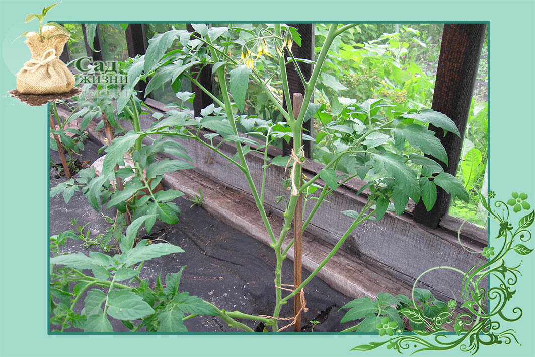 Пасынкование томатов