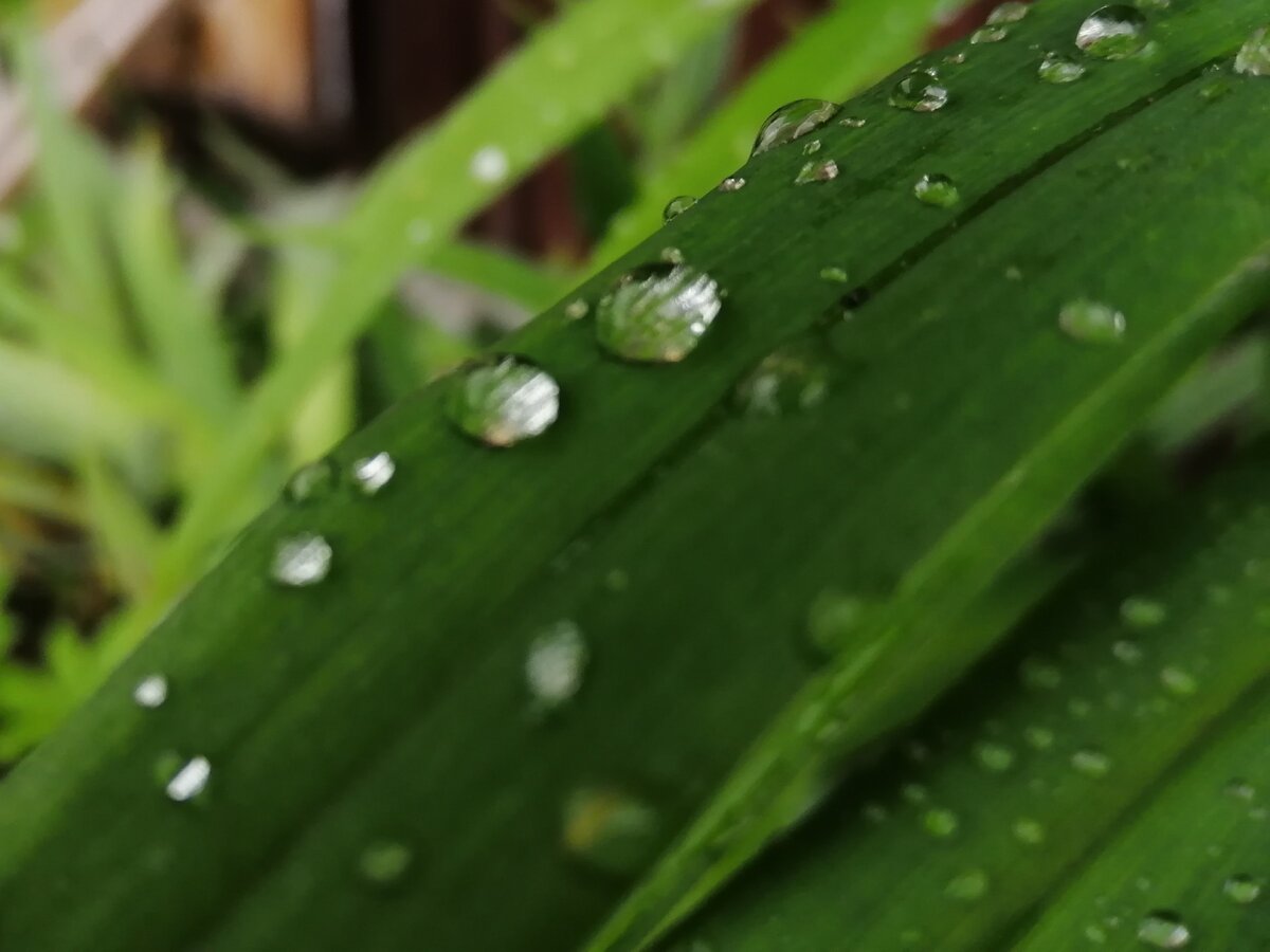 Капли дождя на ирисе