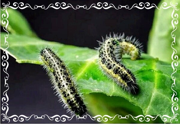 Фото: pixabay.com 