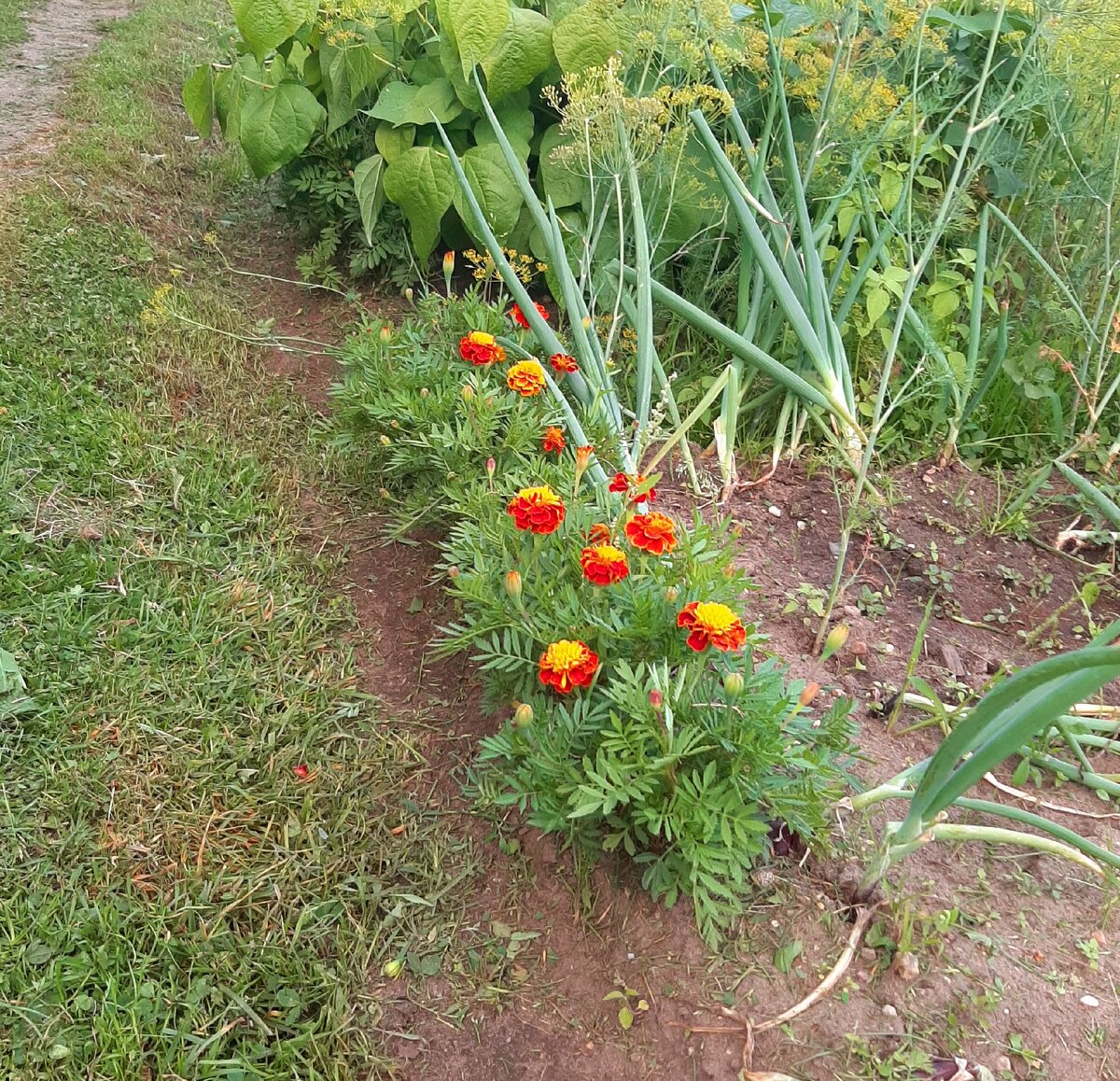 Высаживаю вдоль грядок бархатцы.