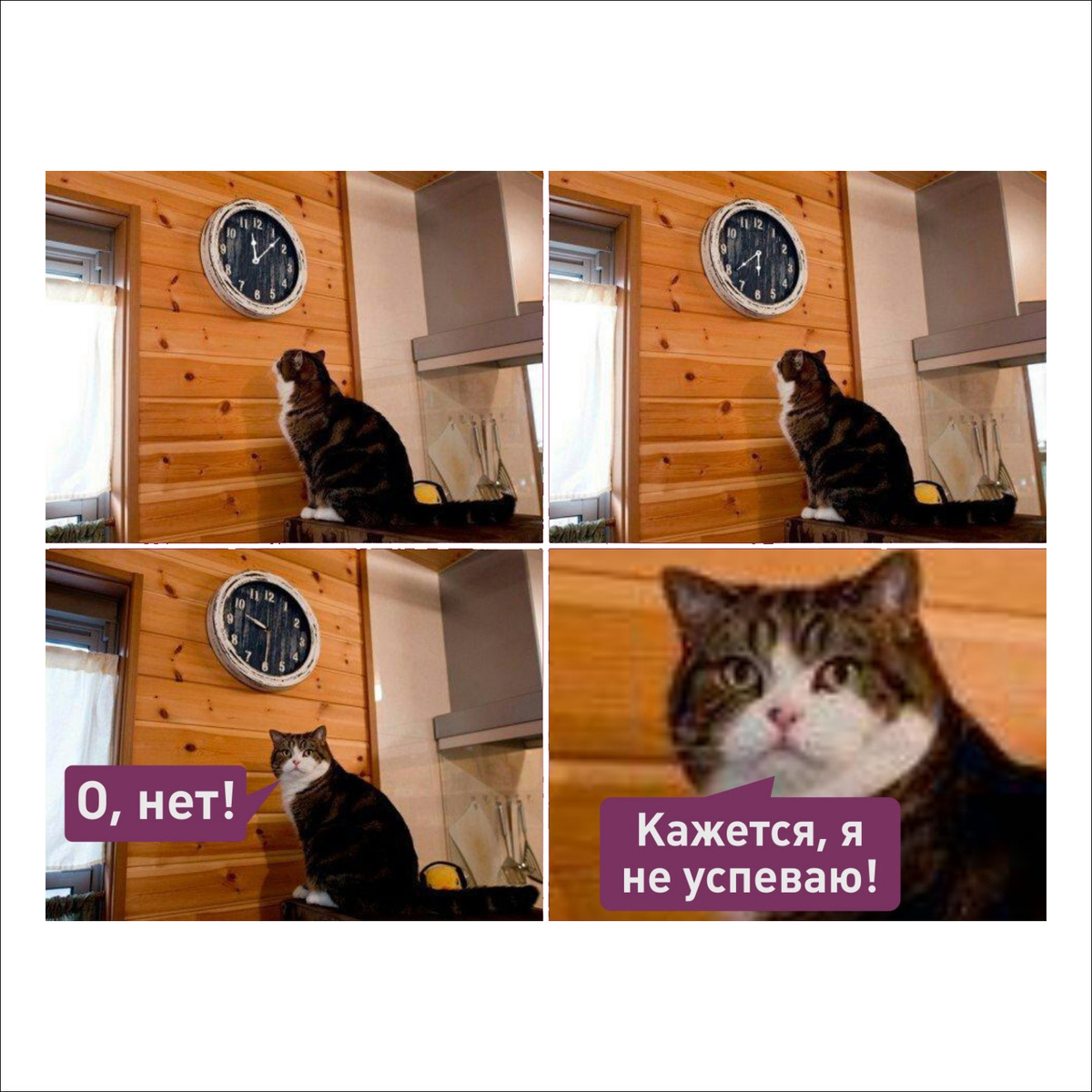 Кот с часами