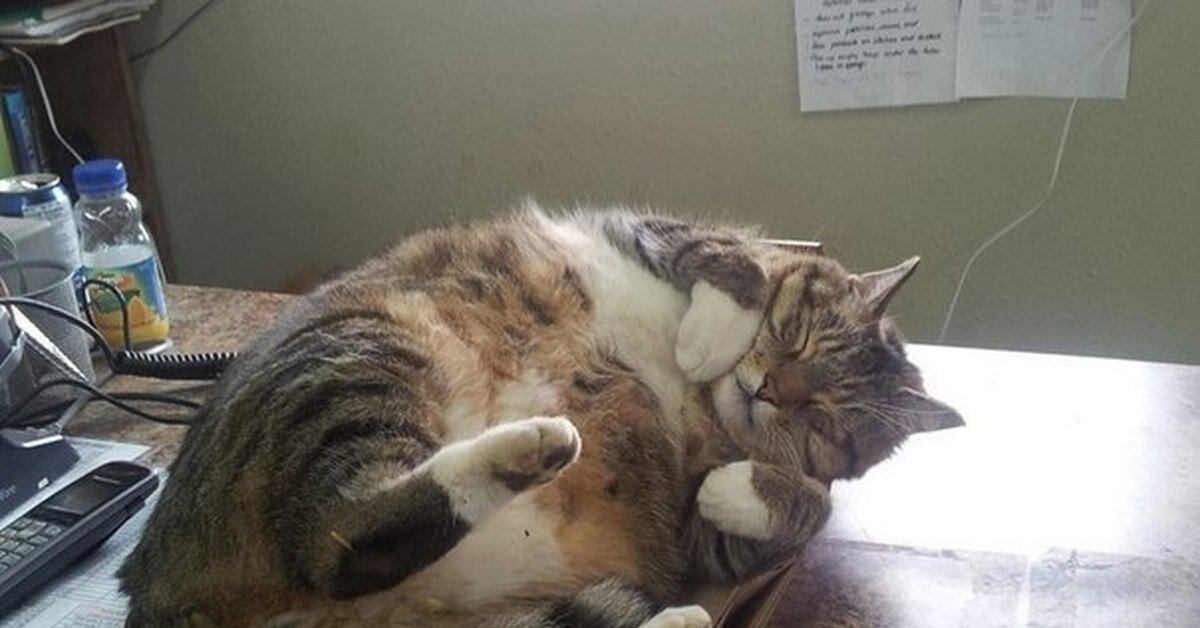 из открытого источника