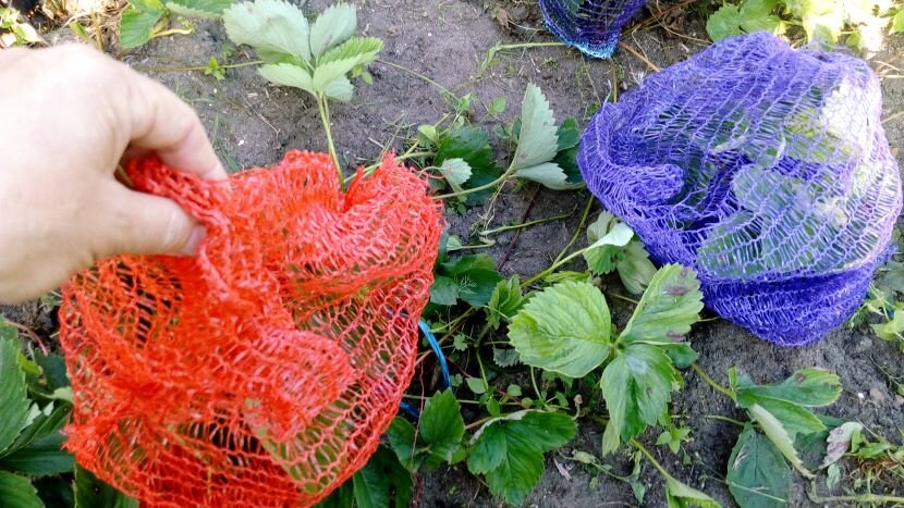 Мешки-сетки на клубнике. Фото автора