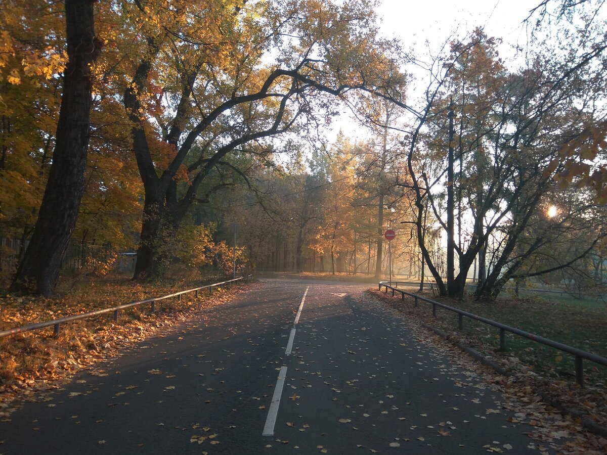 Вот такую красоту можно увидеть только в утреннем парке.