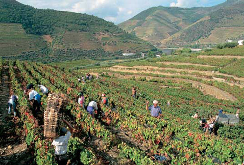 Вот так выглядит сбор урожая для Вин 