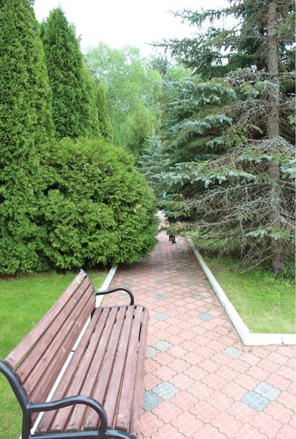 Разросшиеся деревья