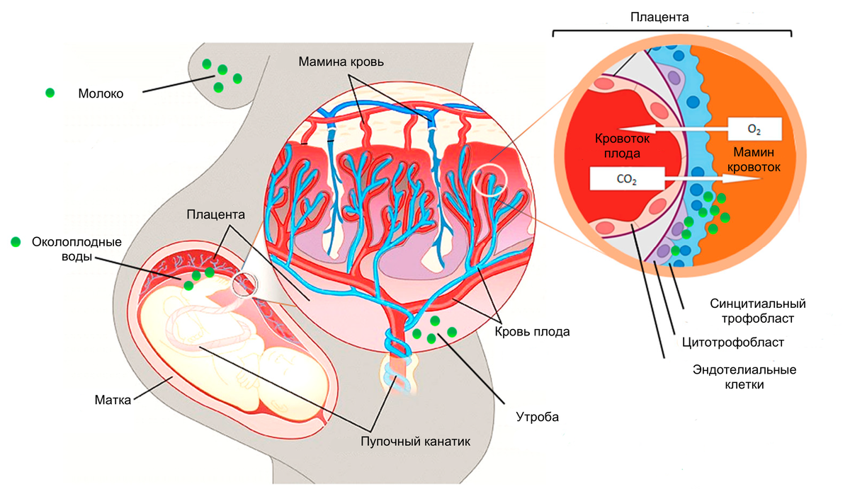 Плодово-плацентарный кровоток. Маточно-плацентарное кровообращение. Плацента схема.