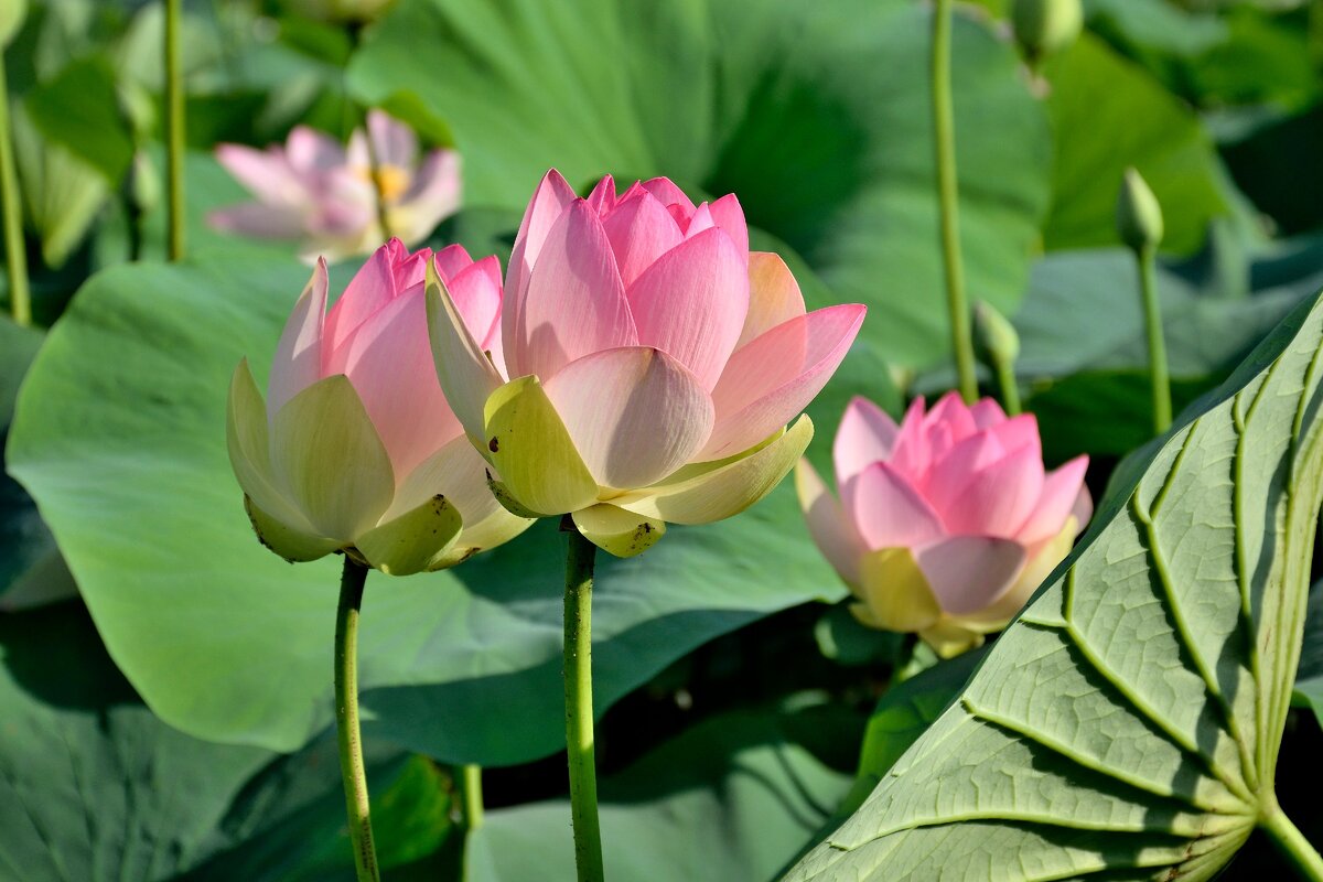 Лотосы на каспии. Долина лотоса краснодар. Лотос орехоносный. Богоявленка воронеж лотосы. Долина лотосов воронеж.