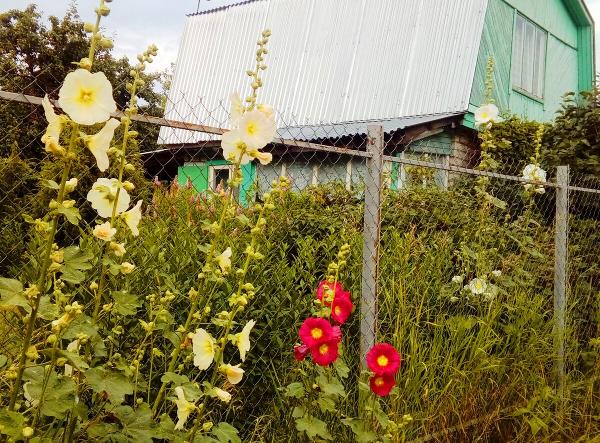 Мальвы в деревне и в городе. За что так любят эти цветы? | Цветики-цветочки  | Дзен