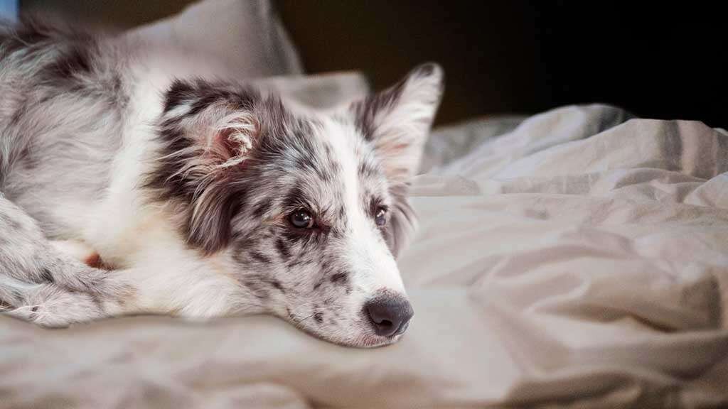 Глисты у собаки. Признаки, симптомы и средства для лечения  Наличие глистов у домашней собаки - явление распространенное.