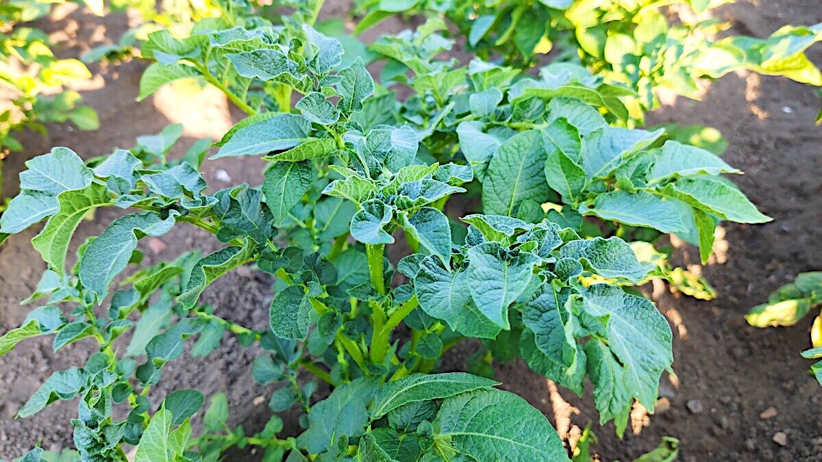 Вот так сейчас выглядит наш картофель