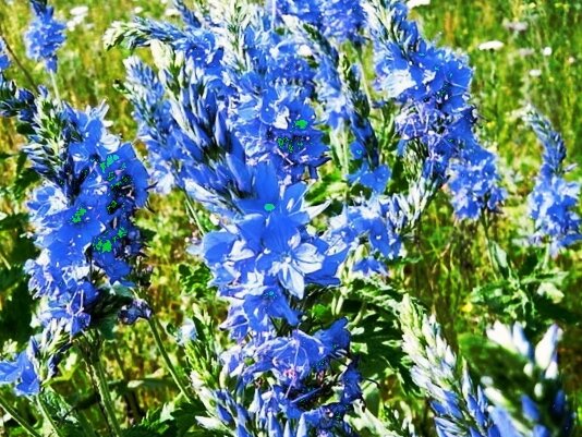 Вероника лекарственная.