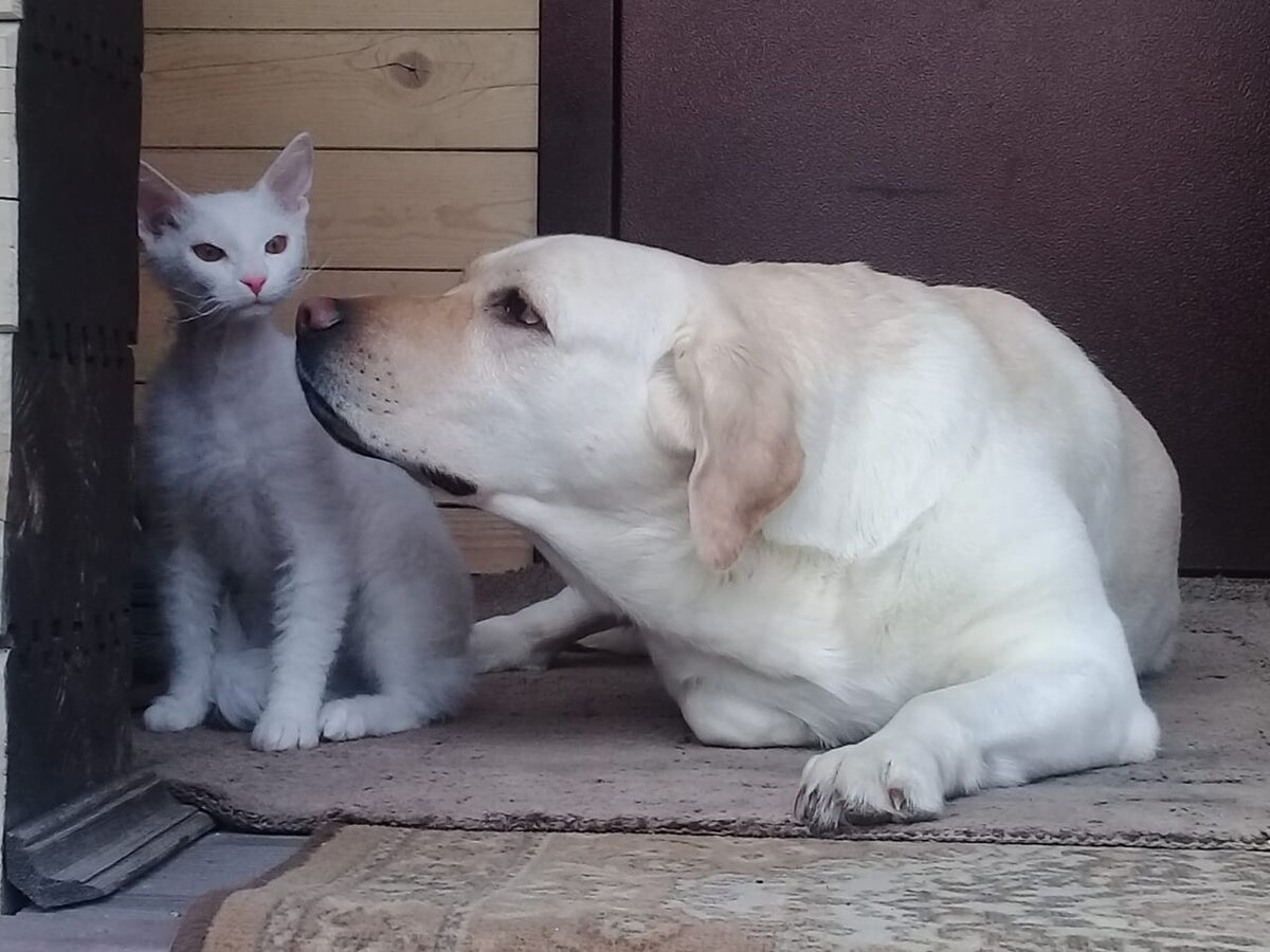 Наш кото-ребенок Донской Сфинкс (браш) Томас с другом лабрадором.