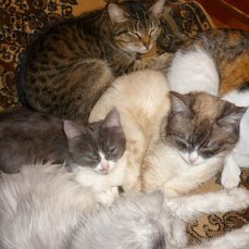 Вся моя жизнь связана с кошками