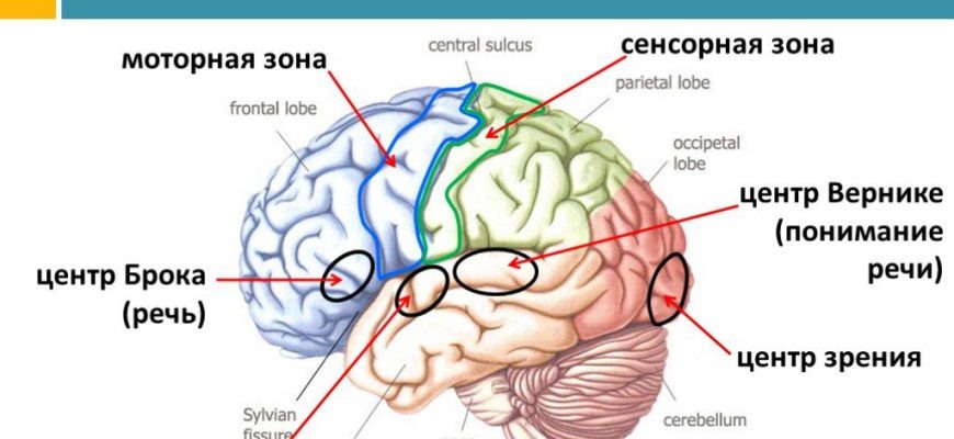 Карта головного мозга