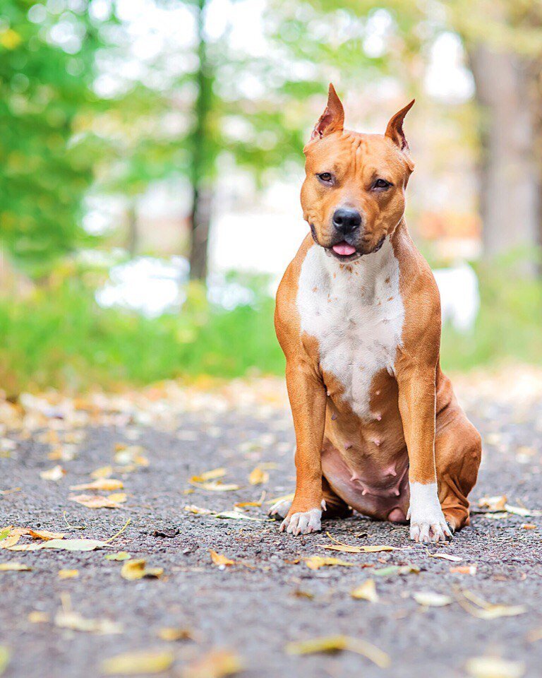 Источник https://ru.wikipedia.org/wiki/Файл:АМСТАФФ.jpg