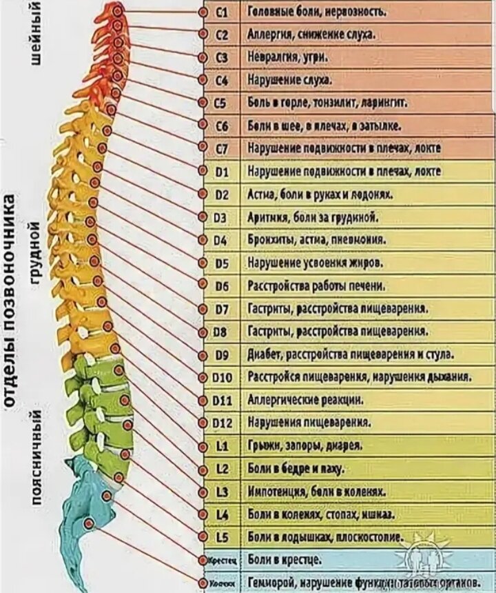 Позвоночник по отделам с номерами. Позвонки с4-с5 расположение. Сегменты th1-th12 позвонка. Th5-th12 позвонка. Позвонок т12 грудного отдела позвоночника.