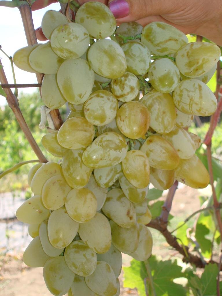 Средняя цена: 280 рублей.