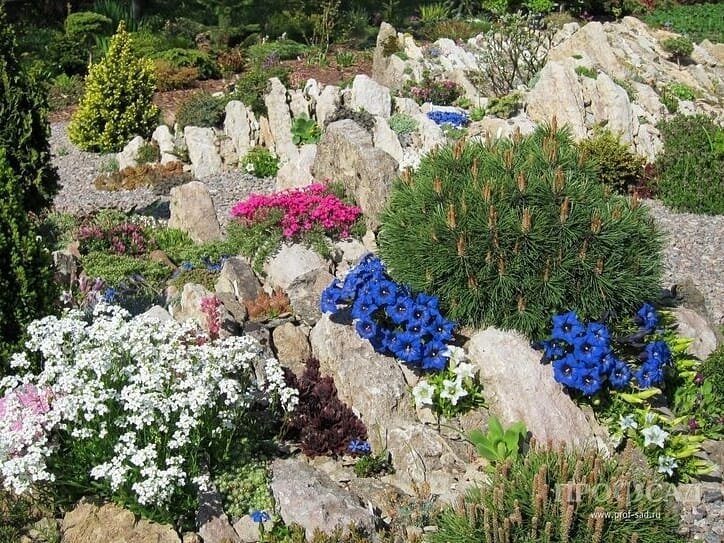 Горечавка в декоре "Чешская скалка"