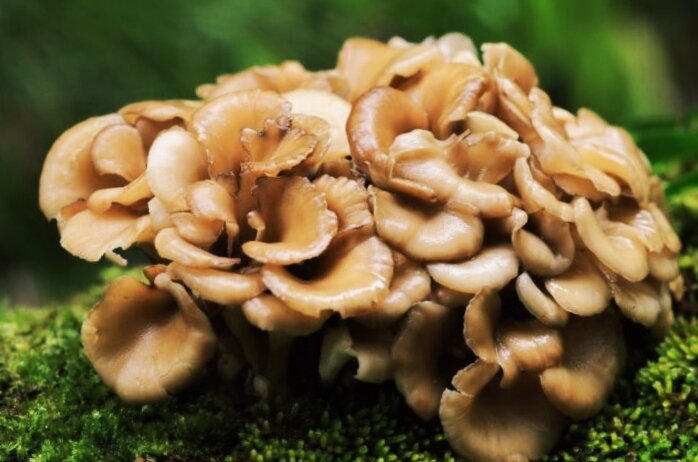 Гриб - баран.