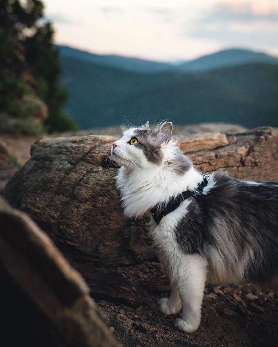 источник: @a_cat_named_squirt