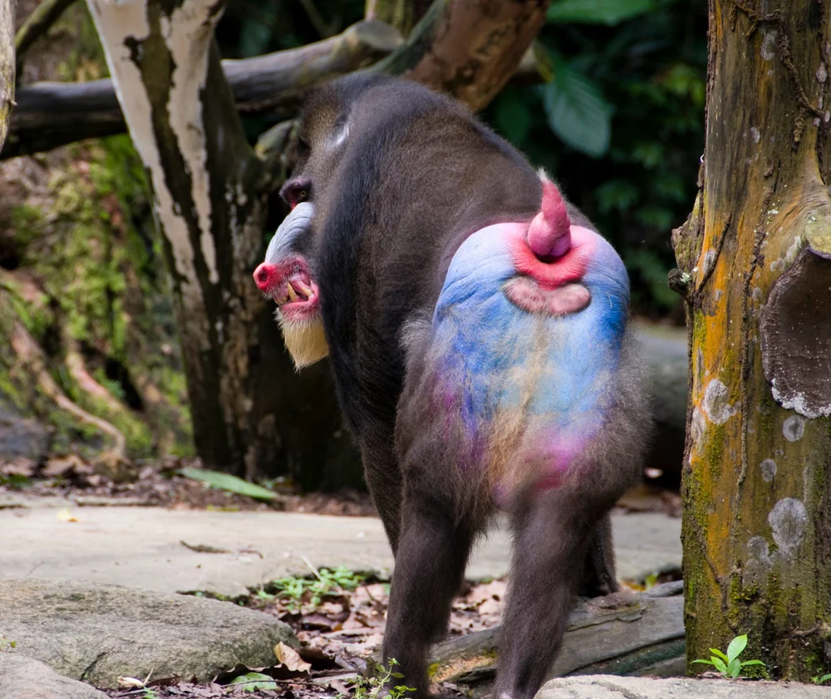 павиан гамадрил бабуин. под бабуином ходишь. бабуин никита. павианы гамадрилы гарем. павиан гамадрил.