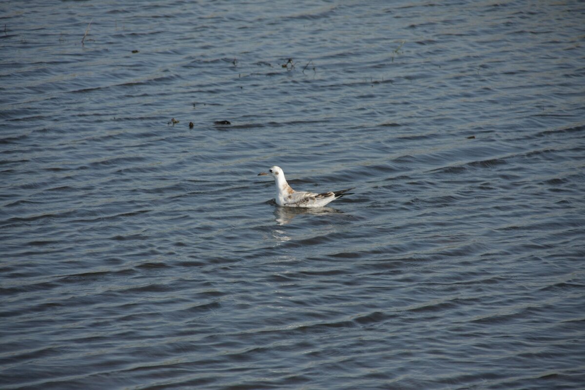 Озёрная чайка (Larus ridibundus)