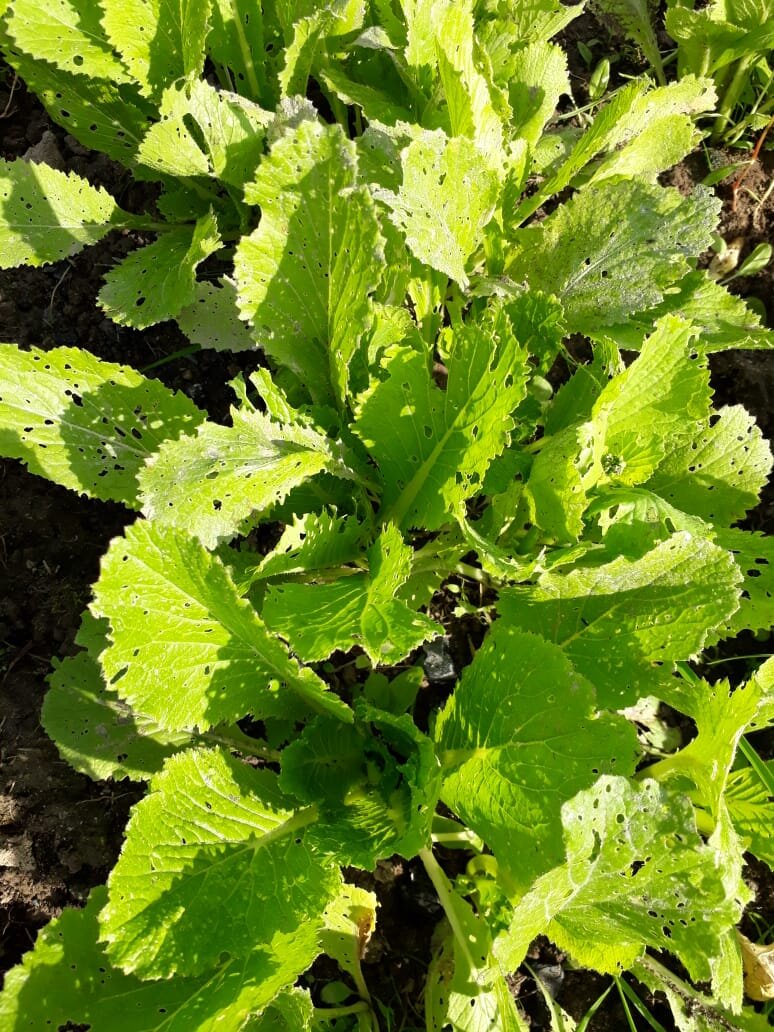 Моя бедная пекинка(, ее просто съели.