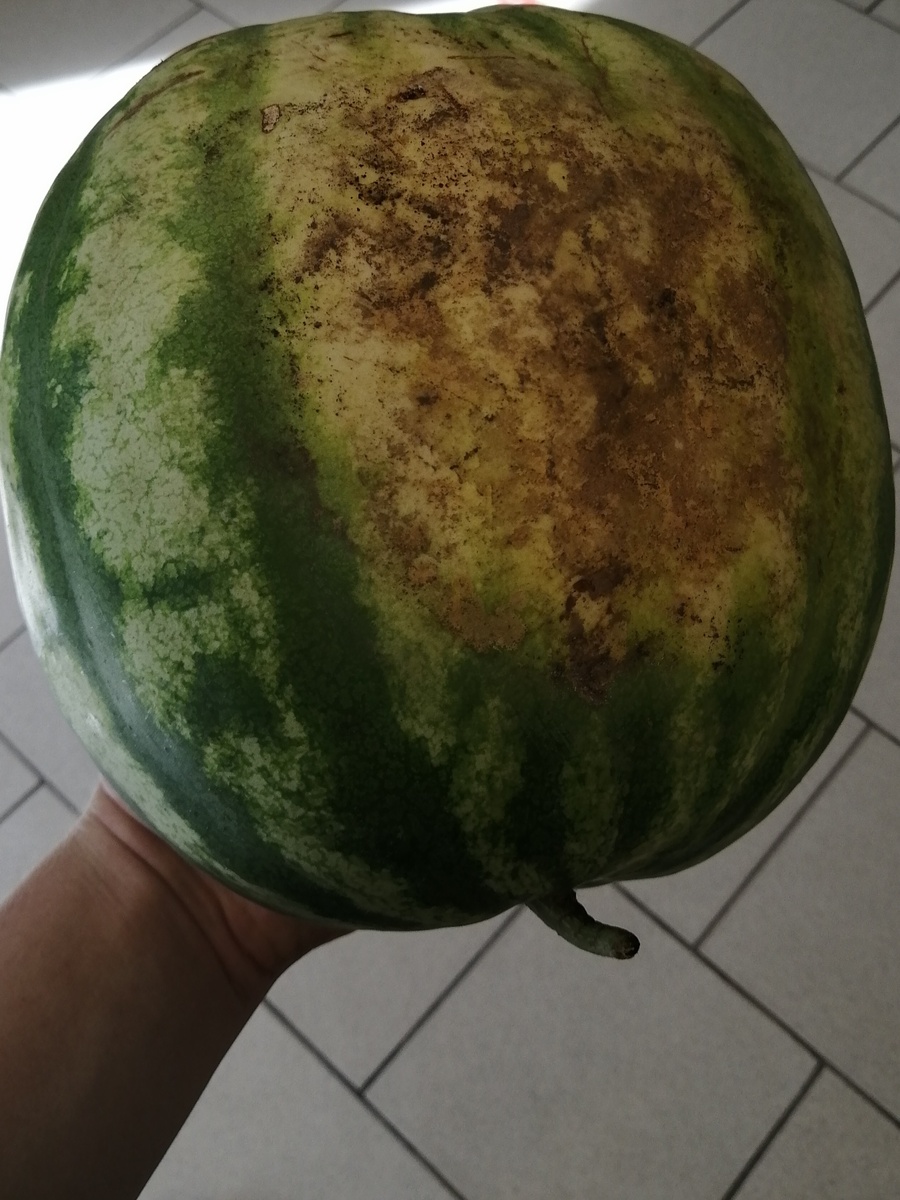 Они круглее чем мальчики 