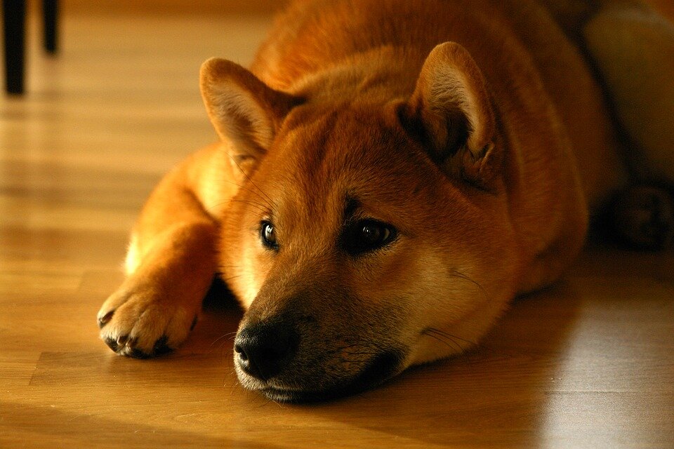 Собаки породы шиба-ину обитали в Японии с древних времен. Останки таких собак были найдены в раскопах, датированных500 годам до нашей эры.-2-3