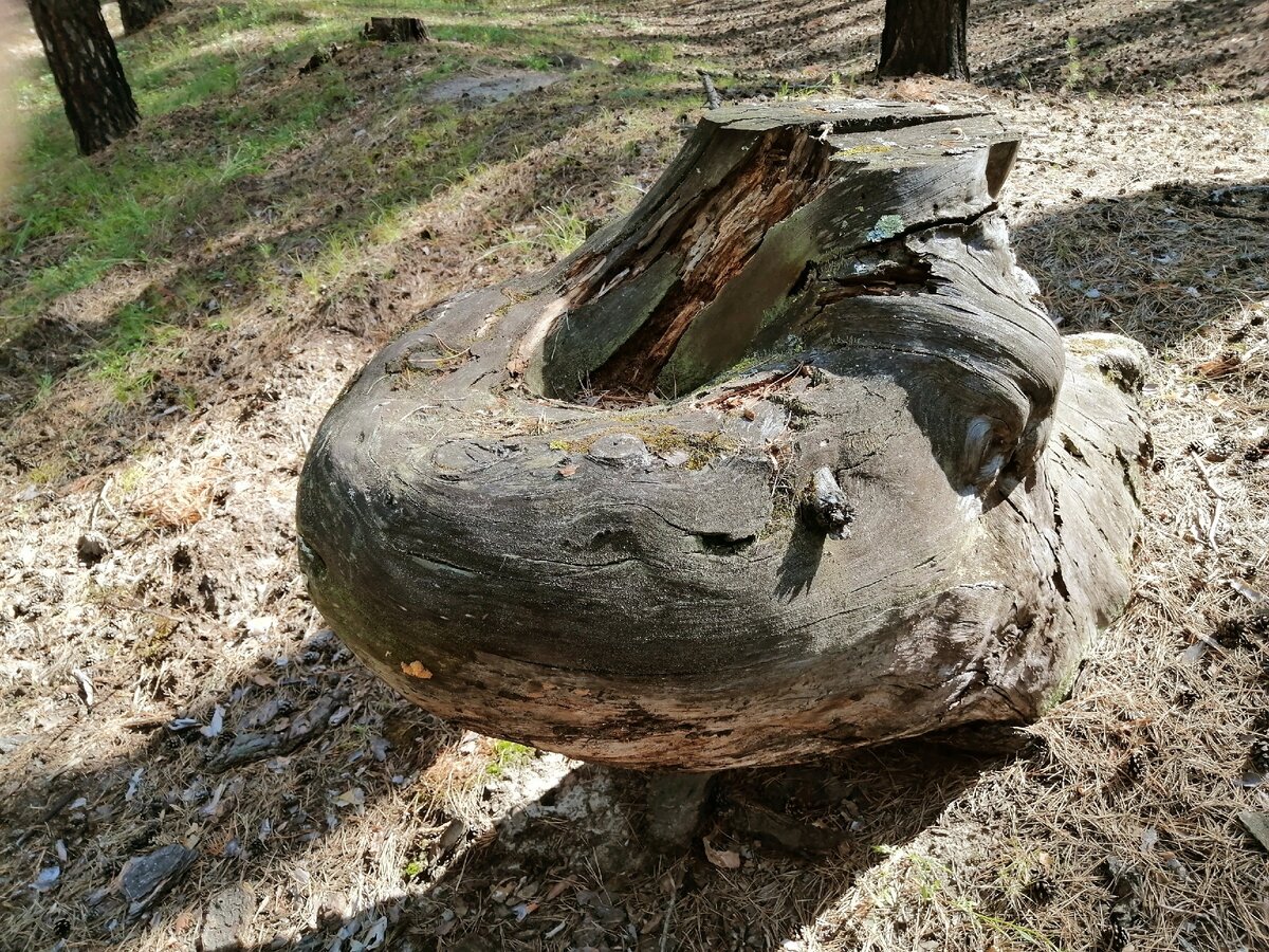 пень в лесу