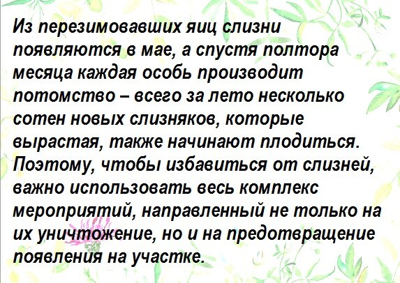 Жизненный цикл моллюска