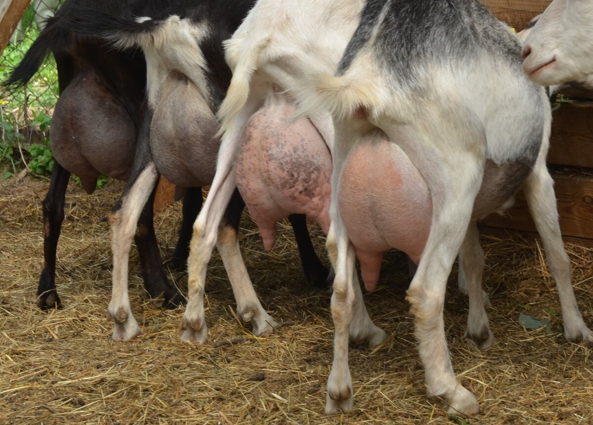 Козы из ЛПХ Добрая коза