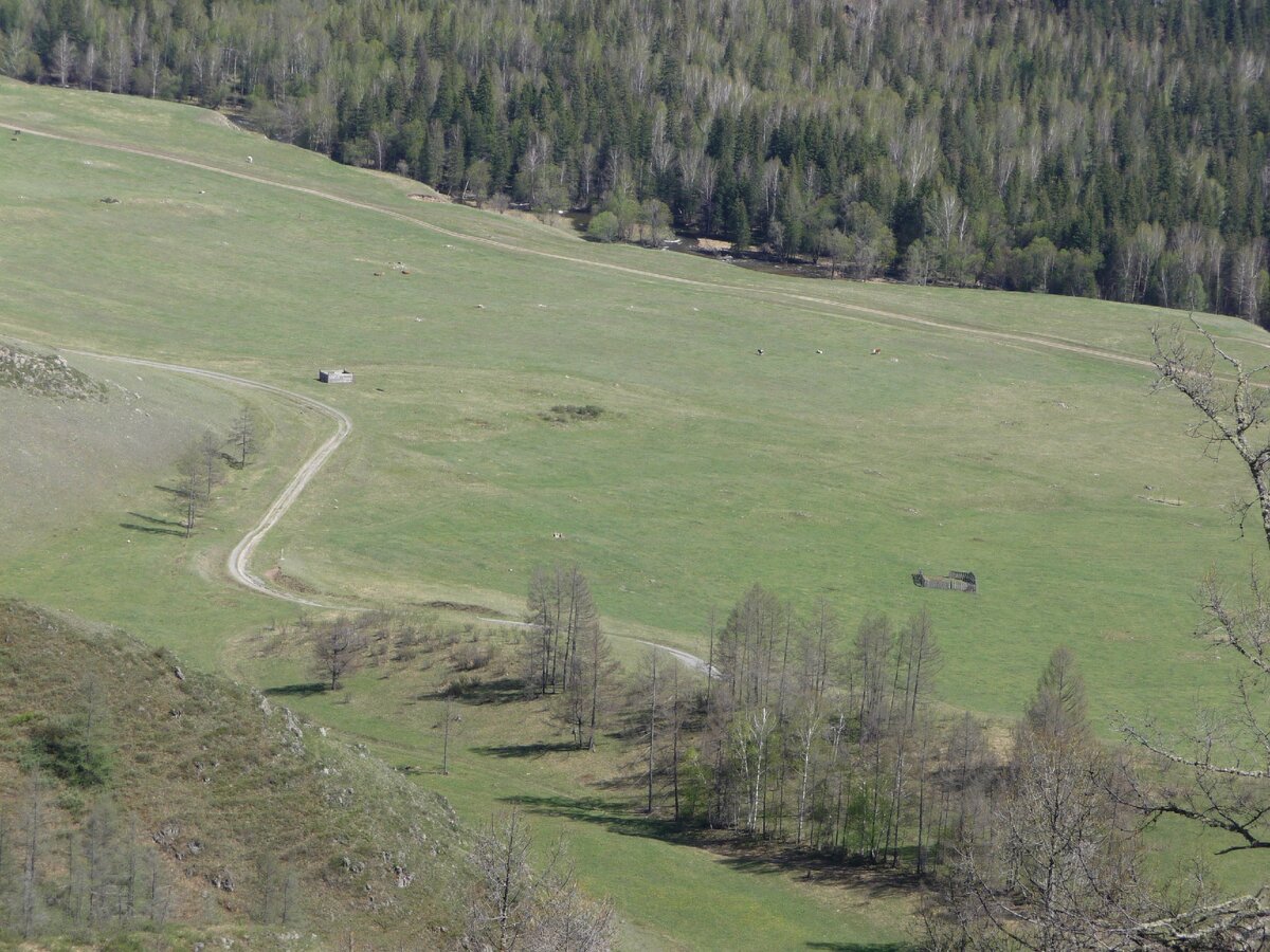 Черга горный Алтай.