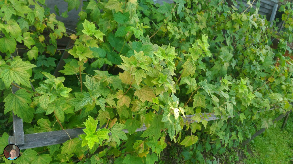 Кусты смородины