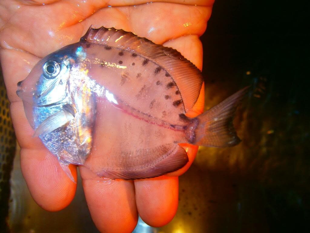 Рыба-хирург. Источник:яндекс-картинки.