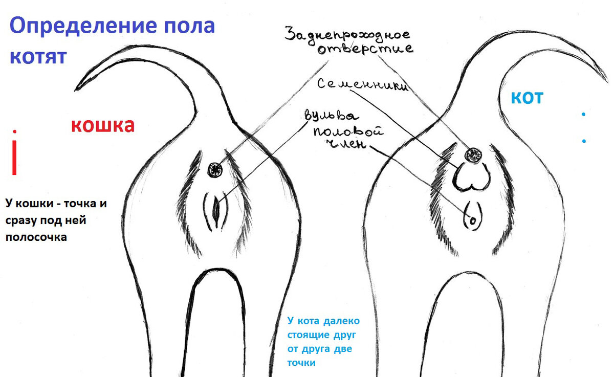 Как определить пол котенка 1 месяц фото