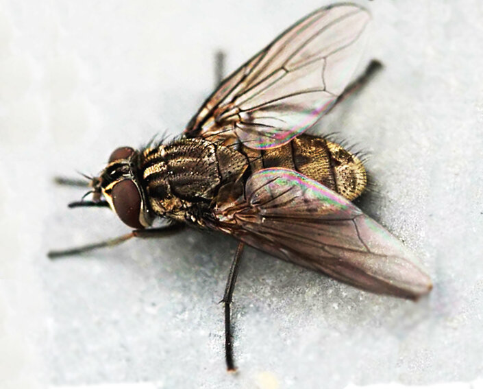 Ядовитая муха