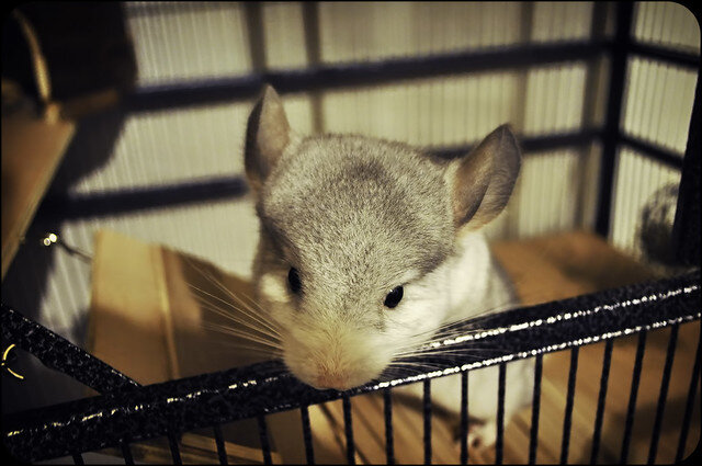 Купание шиншиллы в воде. Что делать, если шиншилла намокла | О животных ...