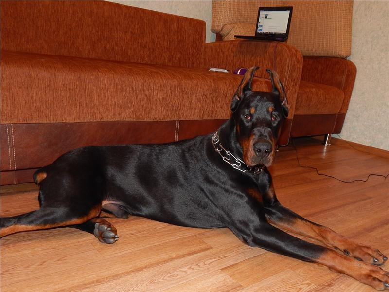 Заводить добермана. Доберман в доме. Собака доберман щенок. Доберман щенок в доме. Заводить добермана.