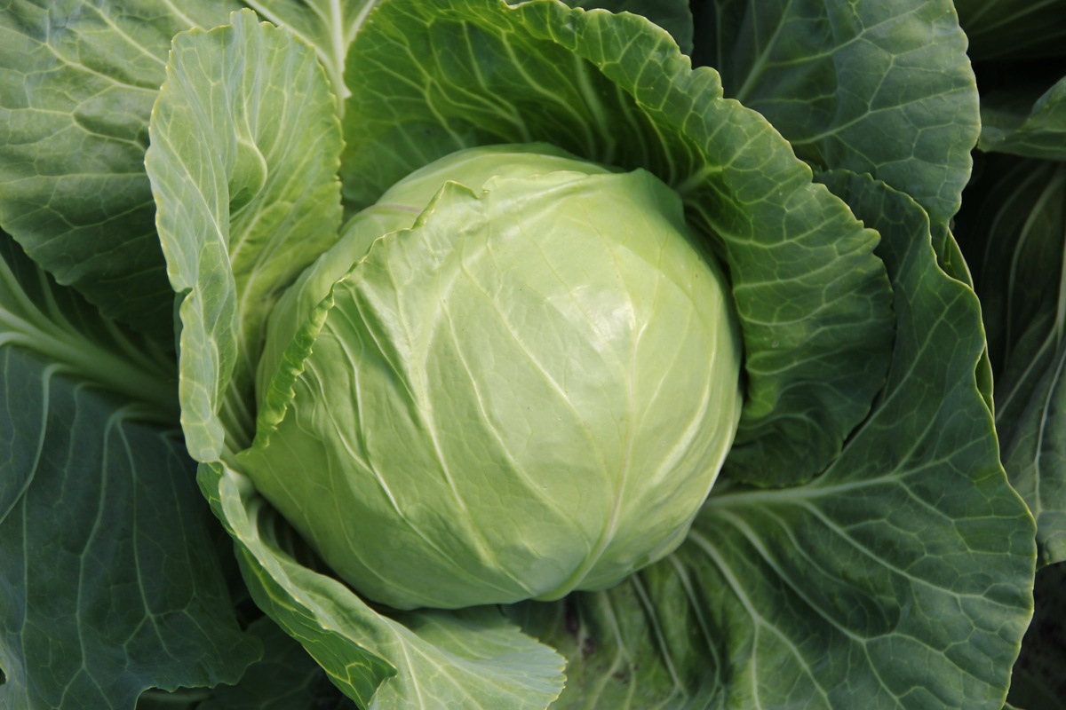 Капуста Голова садовая