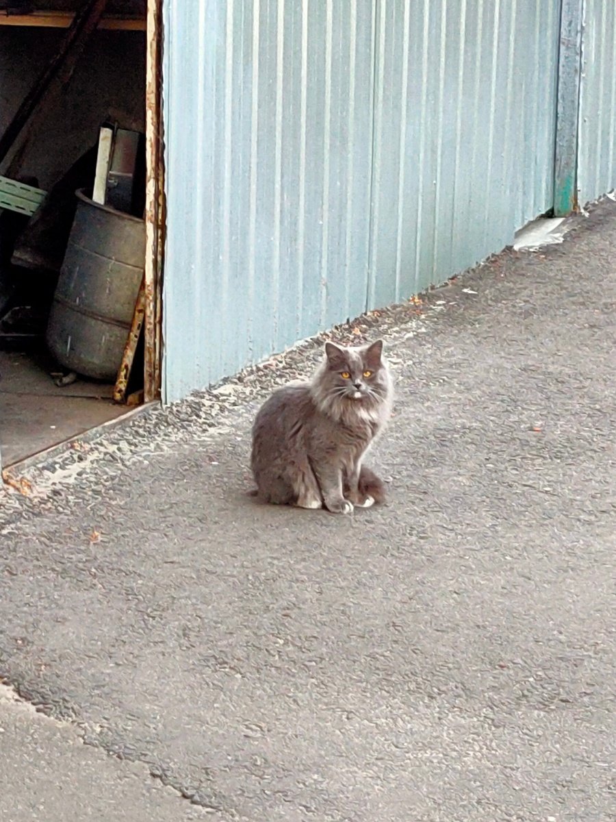 Котик для поднятия настроения