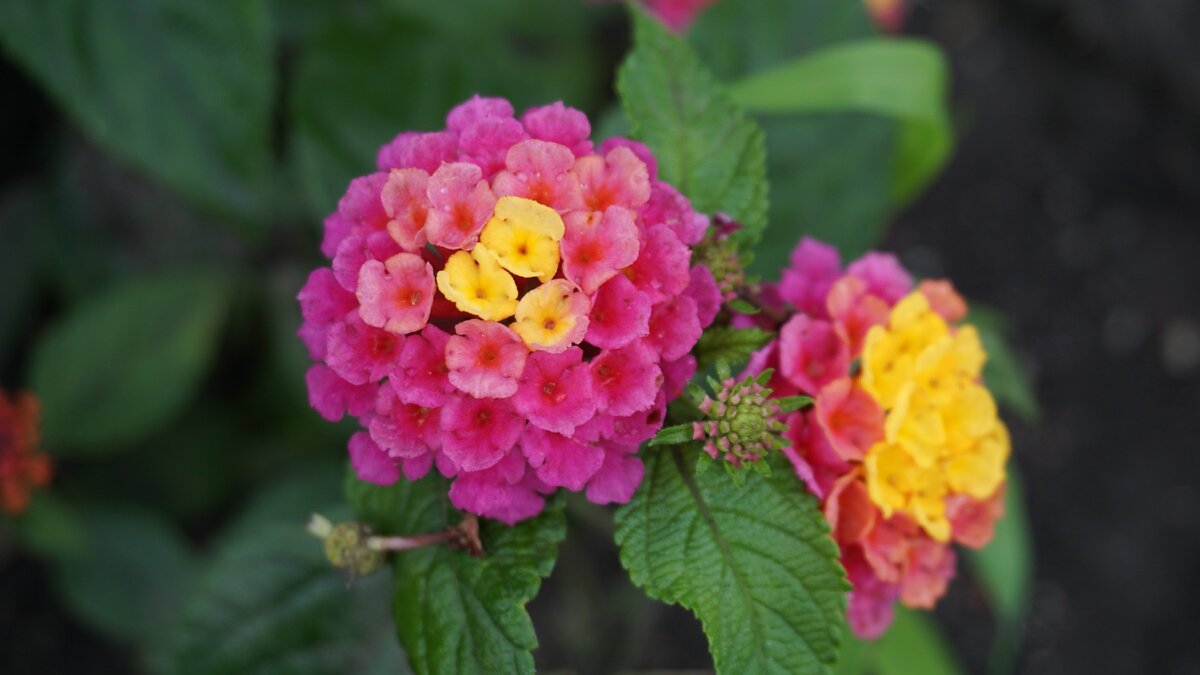 Lantana trifolia