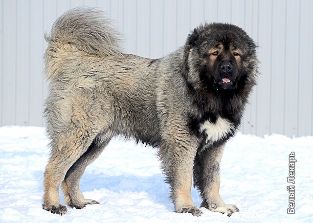 Кавказская овчарка в питомнике "Белый Лекарь". https://beliy-lekar.ru/