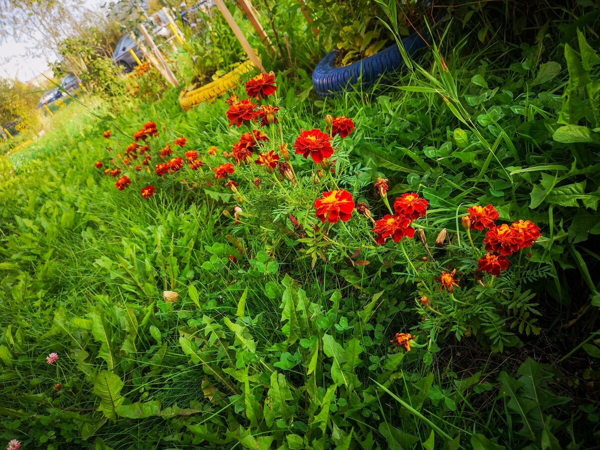 К концу сентября уже многое отцвело.